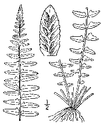 drawing of asplenium platyneuron plant parts